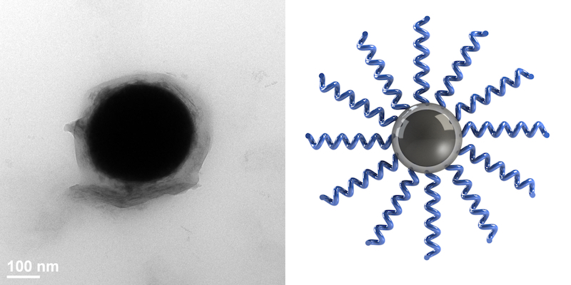 A single liquid metal nanodroplet grafted with polymer chains. Next to this image is a schematic of polymer “brushes” grafted from the oxide layer of a liquid metal droplet.