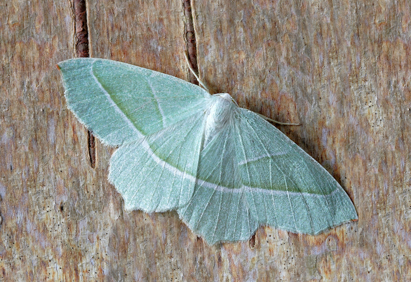 A green moth on wood