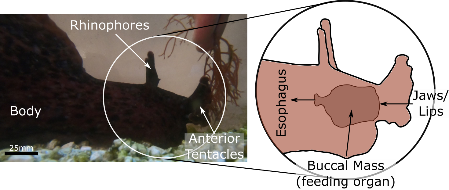 hand touching a sea slug
