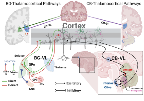 BG-thalamocortical pathways and CB-thalamocortical pathways