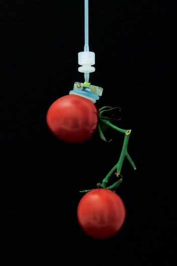 robotic grip, inspired by gecko feet, on cherry tomatoes